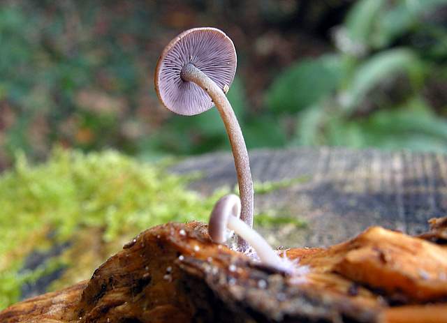 La grande siccita''....ma qui i funghi spuntano lo stesso !